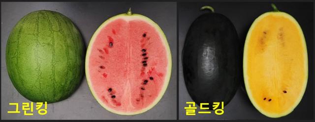 수박 이미지