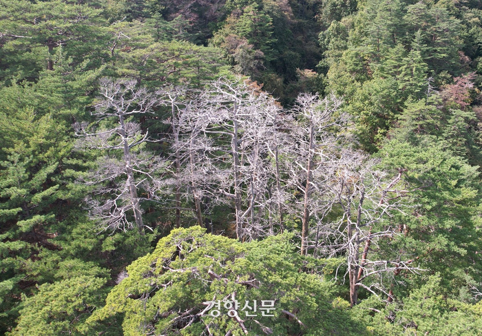 소나무숲 이미지