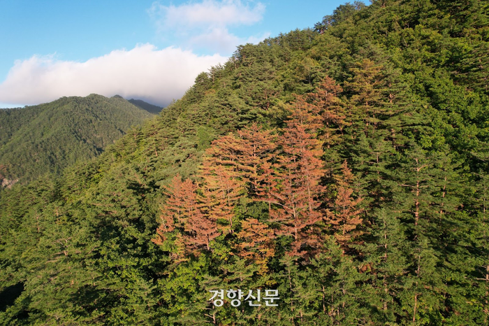 소나무 이미지