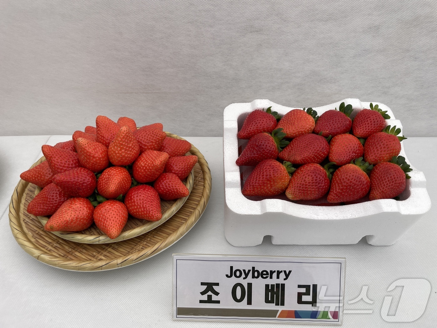 베리 이미지