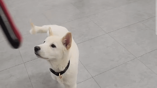 23일 김태훈 경찰견 양성교관이 3개월 된 진돗개 상만에게 사회화 훈련을 하고 있는 모습. /사진=이현수 기자.