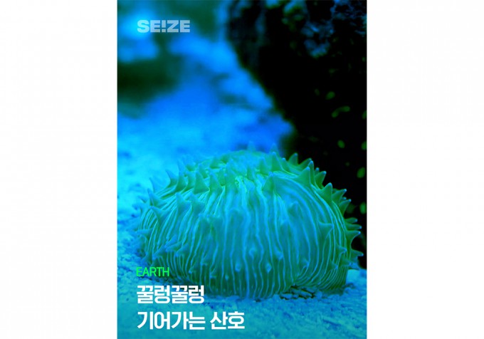산호 이미지