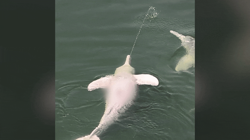 아마존돌고래가 동료에게 방뇨하고 있다. /페이스북 @New Scientist