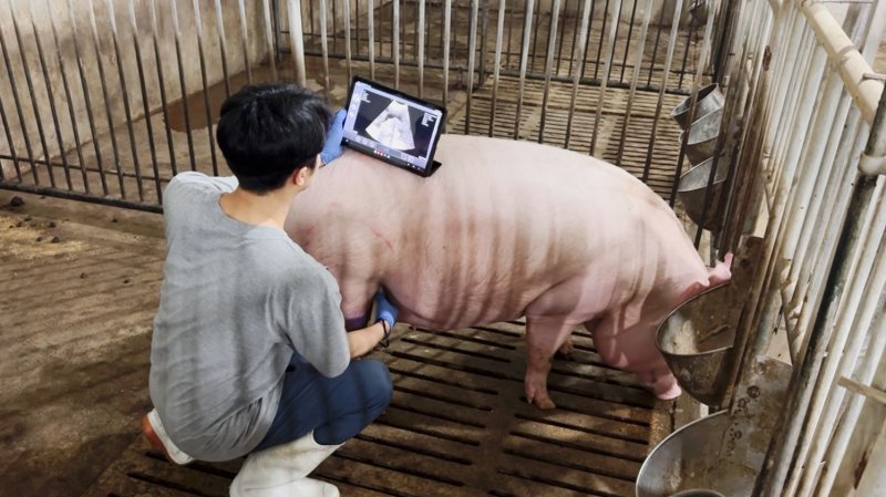 돼진이네 이미지