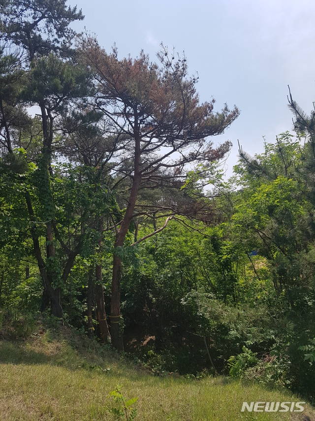 소나무 이미지
