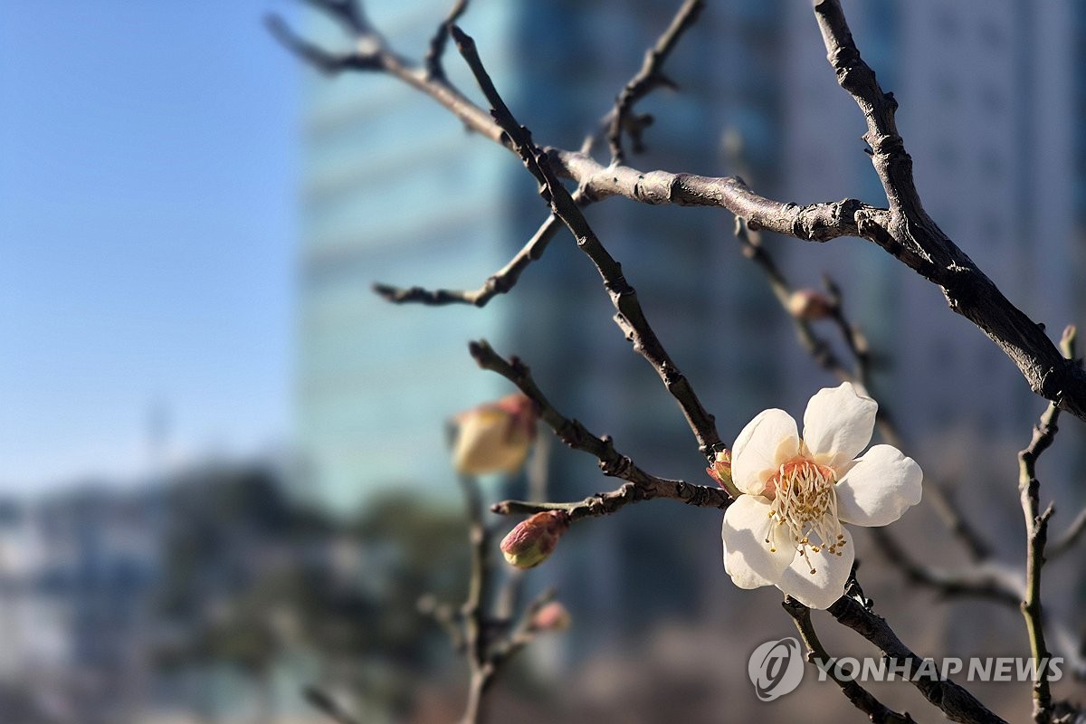 매화 이미지