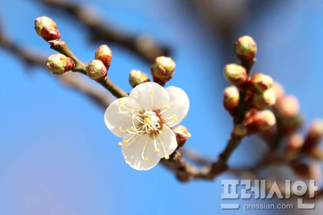 매화 이미지