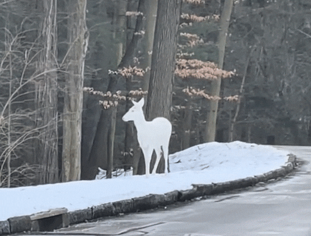 알비노 사슴. /틱톡