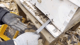 지난달 26일 대전 성북동 산중턱에 둔 벌통에서 겨울 죽은 벌들을 꺼내고 있다. 사진=최용준 기자