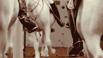 귀족사회의 문화로서 마장마술이 시작된 대표적인 기관 중 하나인 스페인 승마학교(Spanische Hofreitschule)의 모습. 1572년에 설립돼 현재까지 전통이 이어져 오고 있다.ⓒHorsePointTV 유튜브 채널