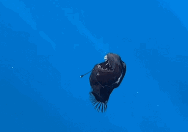 '악마의 물고기'로 불리는 심해어가 스페인 카나리아제도 테네리페섬 해안에서 포착돼 화제다. /영상=데이비드 자라 인스타그램