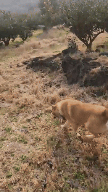 늠름하게 흔들리는 다복이의 꼬리를 보라./사진=유재연 소설가