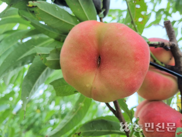 새빛 이미지