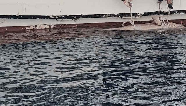 [제주=뉴시스] 제주 태웅호 김성기(가운데) 선장이 16일 오전 제주시 구좌읍 해상에서 길이 183㎝, 무게 140㎏ 돗돔을 배 위로 끌어 올리고 있다. (사진=김성기씨 제공) 2025.02.18. photo@newsis.com *재판매 및 DB 금지