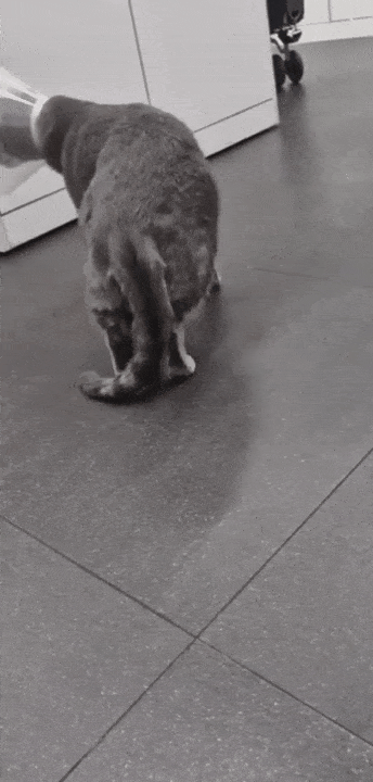 고양이 니모의 내원 당시 보행 평가 모습. 중심을 잡지 못하고 뒷다리를 끄는 증상을 보인다. (천안 스카이동물메디컬센터 제공) ⓒ 뉴스1