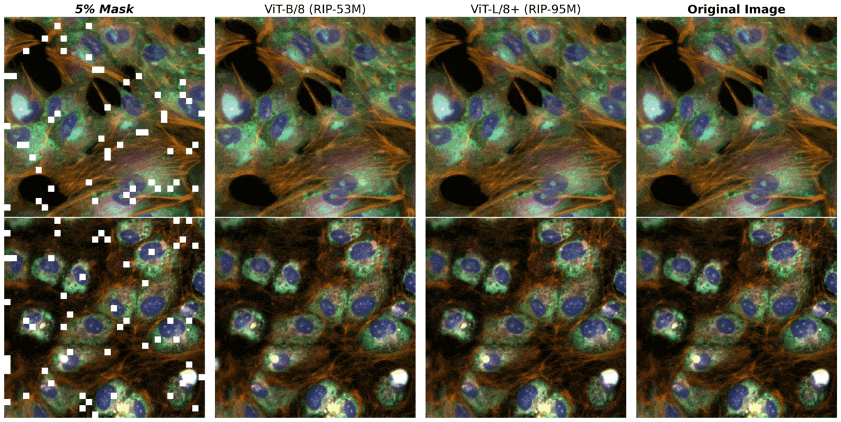 미국 기업 리커전 파마슈티컬스가 엔비디아의 최신 GPU를 투입해 만든 신약개발용 AI 시스템 '바이오하이브-2'에 축적된 데이터들. 세포의 현미경 이미지에서 약물 반응을 탐지해 시각화했다. 엔비디아 제공