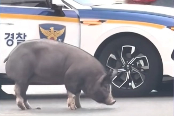 돼지 이미지