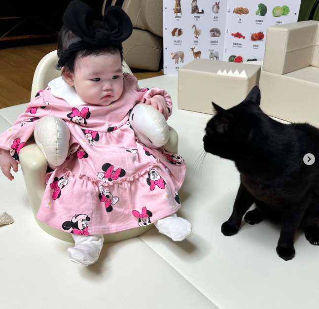 다홍 이미지