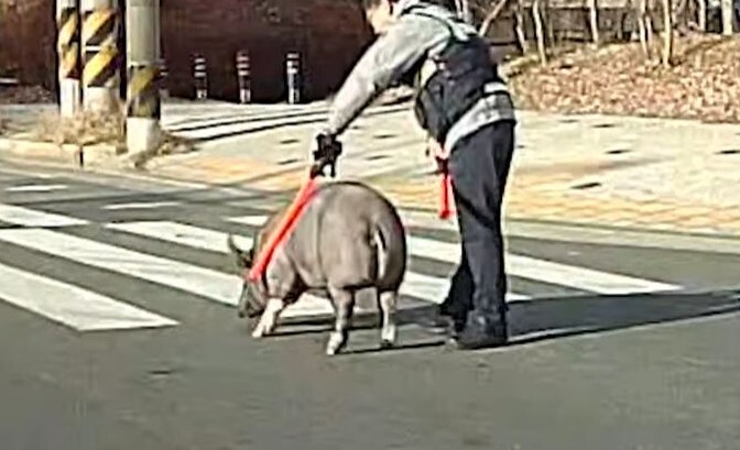 돼진이네 이미지