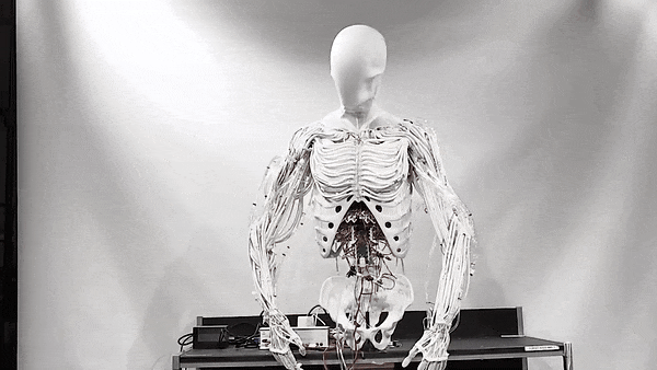 인공 근육을 탑재한 로봇 상체. 사진=클론 로보틱스