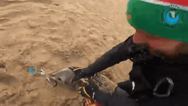 바다사자의 몸에 감긴 낚싯줄을 제거하고 있다.[Ocean Conservation Namibia 유튜브 채널 갈무리]