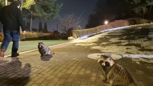 They sit right in the middle of the park’s main path, where foot traffic was heaviest (Shin Ji-hye/The Korea Herald)