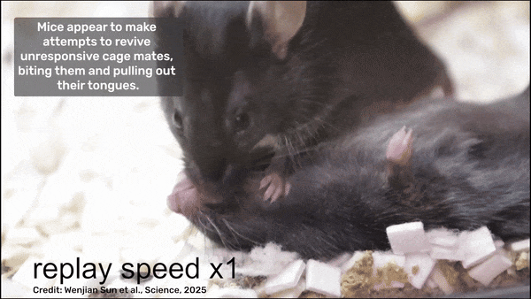 의식을 잃은 쥐의 혀를 뽑아 깨우는 듯한 쥐의 모습. 사진=Sun et al., Courtesy of Li Zhang