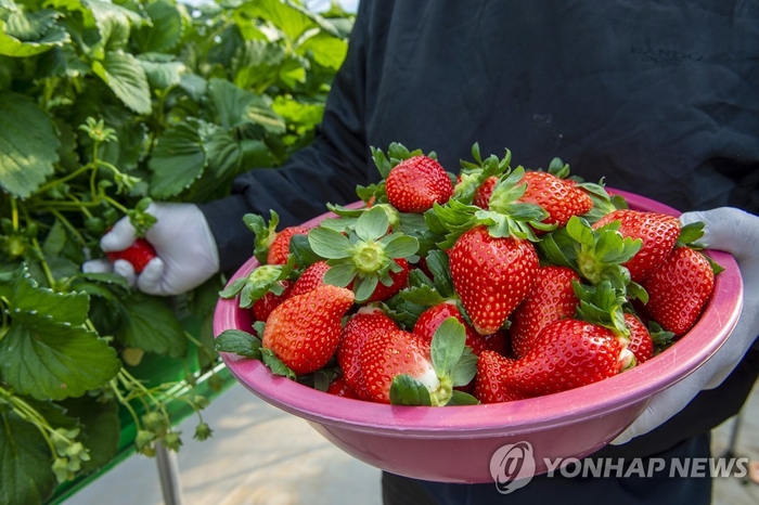 딸기축산 이미지