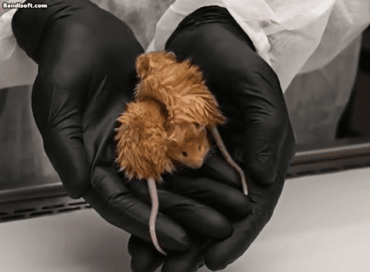 미국 콜로설 바이오사이언스가 매머드의 털 특징을 구현해 탄생시킨 털북숭이 생쥐./코로설 바이오사이언스