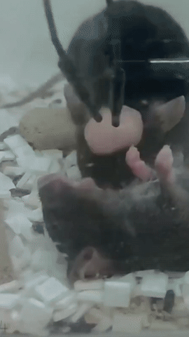 2025년 2월 21일 국제 학술지 사이언스지에 게재된 쥐의 응급조치 연구 관련 영상.(사진[X]