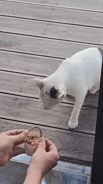 종이컵 바구니를 받아 물고 가는 고양이 (청주 아라골프샵 제공) ⓒ 뉴스1