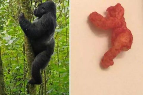 치토스 이미지