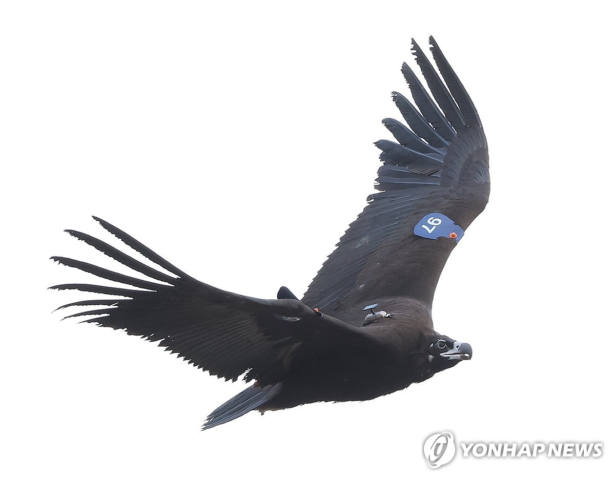 독수리 이미지