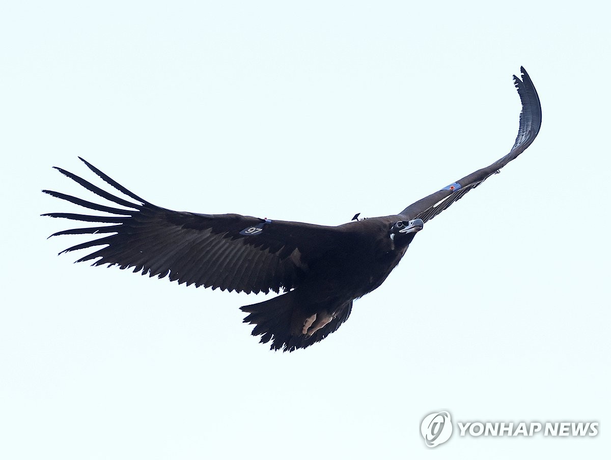 독수리 이미지