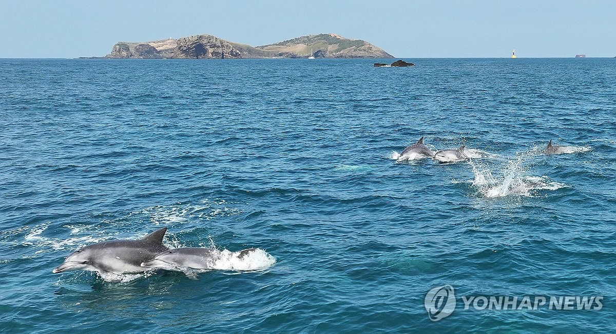 돌고래 이미지