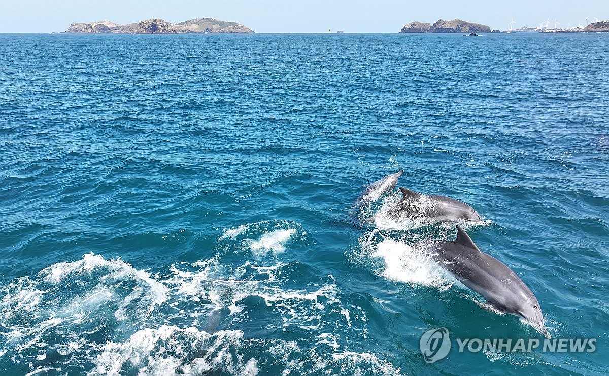 돌고래 이미지