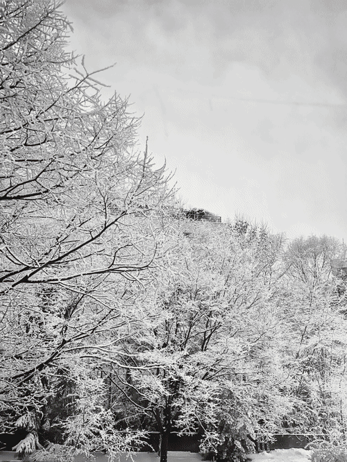 강한 가지치기를 하기 전, 서울 마포구 한 대단지 아파트의 사계절. 주민 A씨 제공