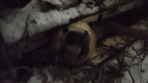 지난 1월 28일 오후 10시쯤 경기도 평택시의 한 시골 마을에서 철근 사이에 목이 끼인 채 발견된 장수. 나성균씨 제공