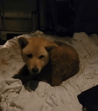 1시간의 구조 끝에 극적으로 구조된 장수가 따뜻한 차량에서 몸을 녹이고 있다. 자신을 구해준 사람을 알아보는 듯 연신 꼬리를 흔드는 모습. 나성균씨 제공