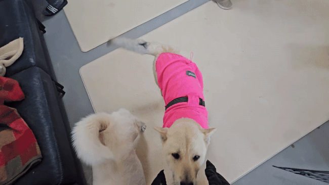 취재진을 보고 꼬리를 흔들며 반기는 장수의 모습. 최민석 기자