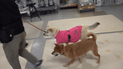 행동전문가 윤이쌤이 나성균 소장과 함께 스틱클리커 훈련을 연습하고 있다. 훈련에 능숙한 누룽지가 먼저 시범을 보이자 장수도 곧잘 따라하는 모습. 최민석 기자