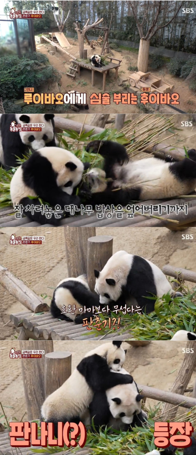 판다 이미지