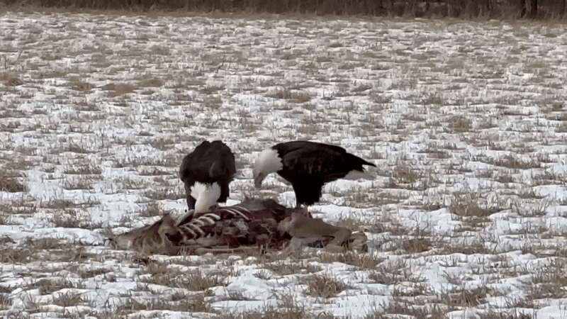 흰머리수리가 로드킬 당한 사슴사체를 파먹고 있다. /페이스북 @Ohio Division of Wildlife