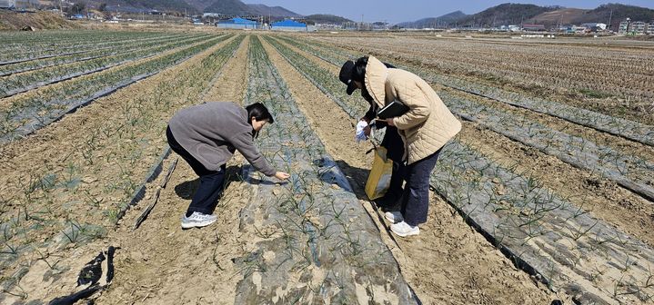 중앙채소 이미지