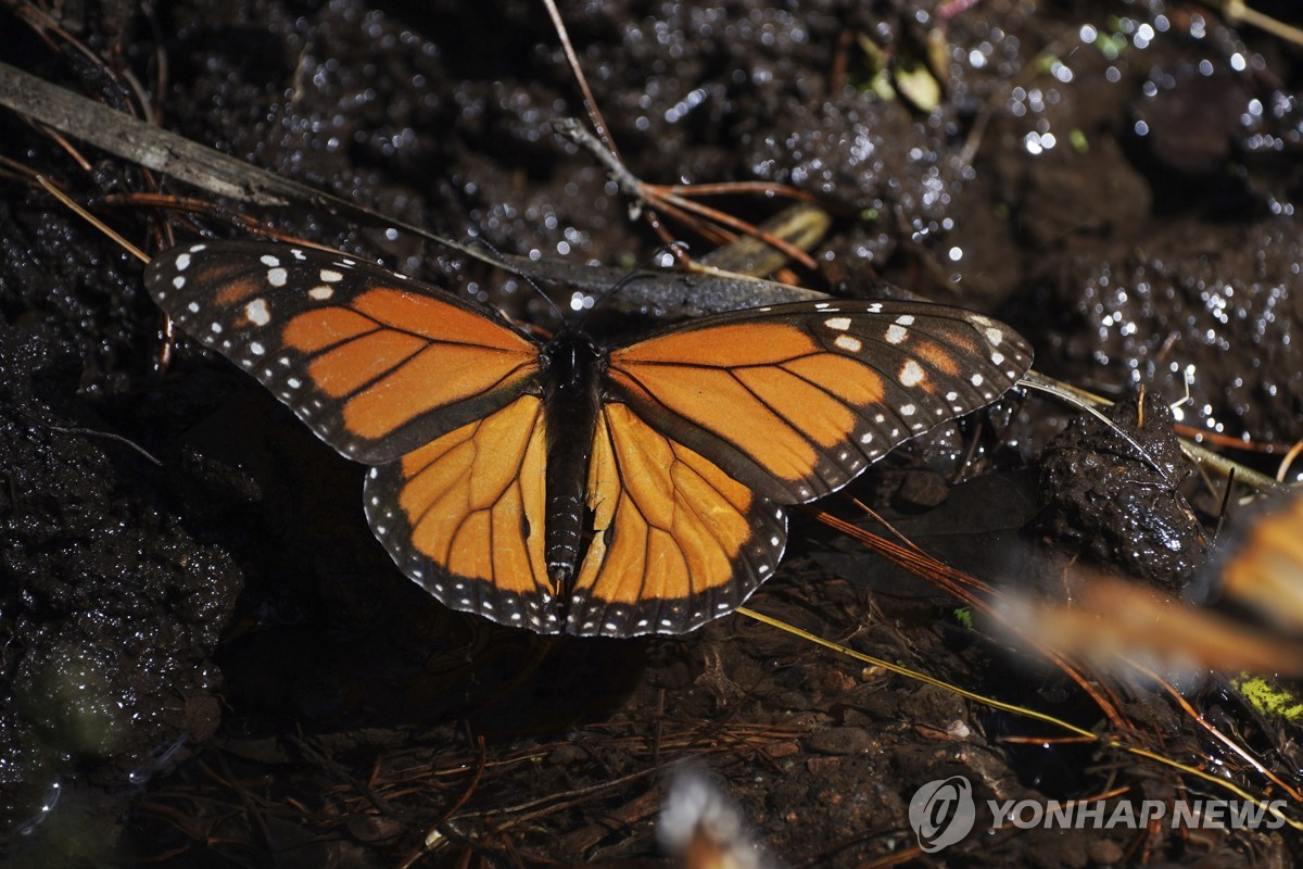 제왕나비 이미지