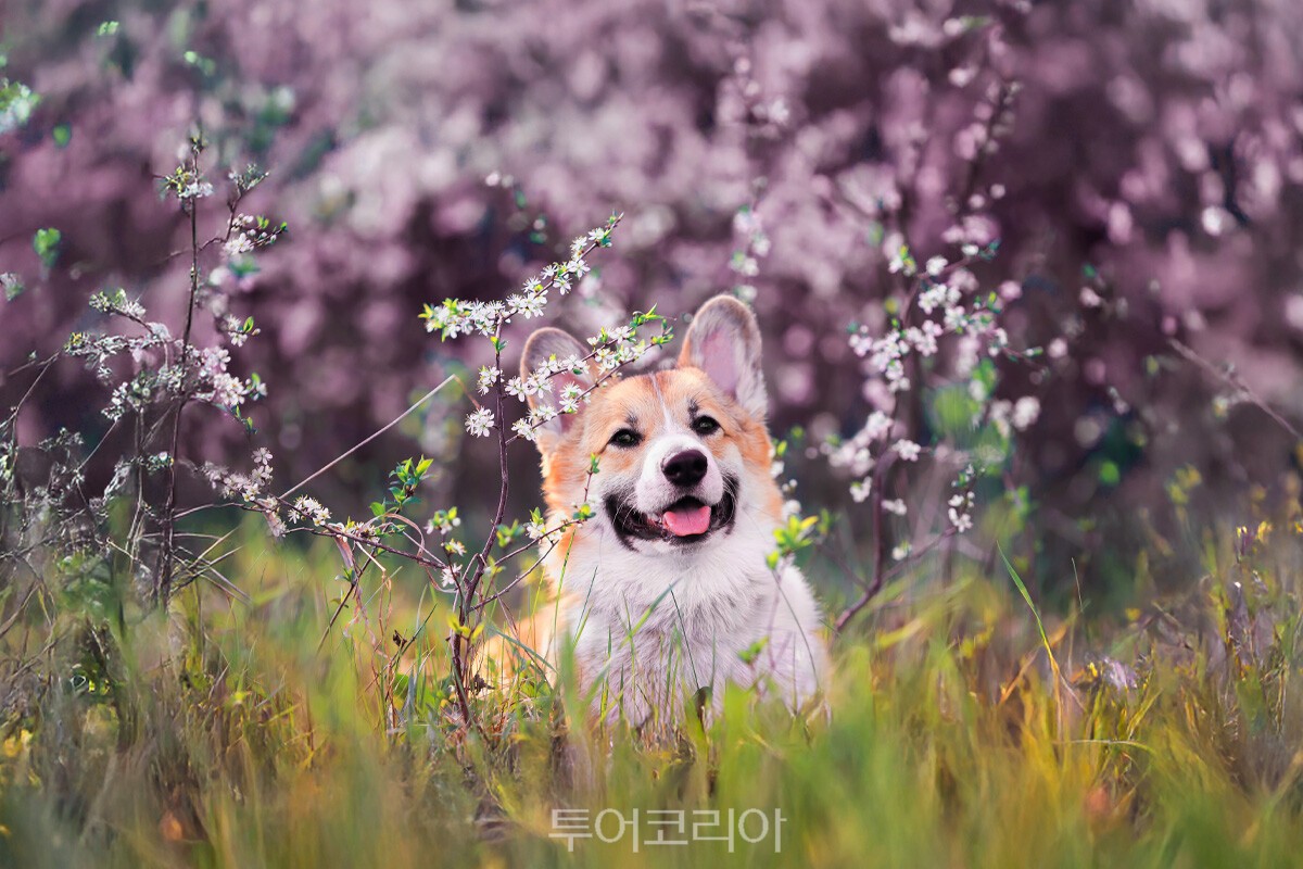 피크닉 이미지