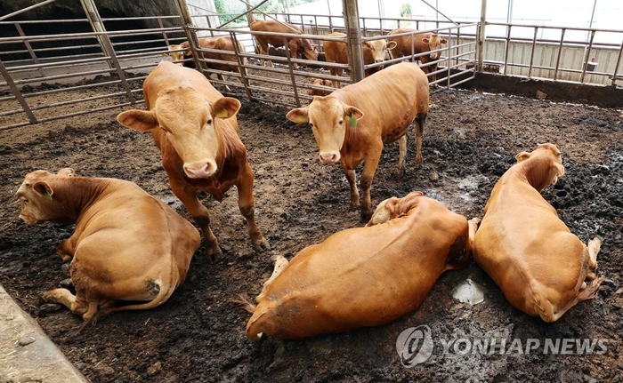 소한마리 이미지