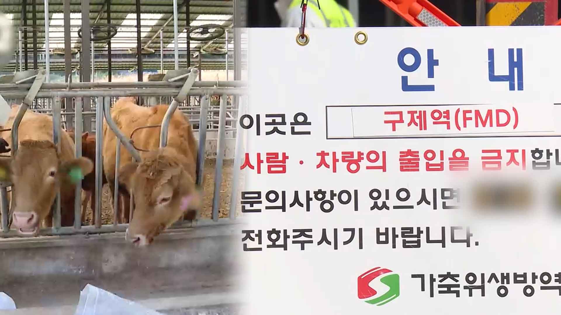 전남 영암서 한우 구제역 발생…차단방역 총력 - kakaoTV 전남 영암서 한우 구제역 발생…차단방역 총력