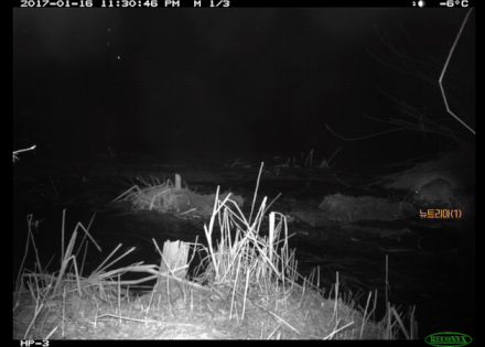 국제학술지 ‘생태와 진화(Ecology and Evolution)’ 논문 ‘포식자와 먹이 간 역학관계의 새로운 통찰: 삵이 뉴트리아를 사냥한다는 첫 증거(New insights into predator–prey dynamics: First evidence of a leopard cat hunting coypus)’에 실린 영상. 2017년 1월 경남 김해 화포천 습지생태공원에서 삵(주황색)이 성체 뉴트리아(파란색)를 제압하는 데 성공했으나 이내 다른 뉴트리아(빨간색)에 반격당해 퇴치당하고 있다. 국립생태원 제공