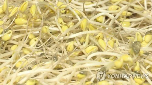 콩나물 이미지